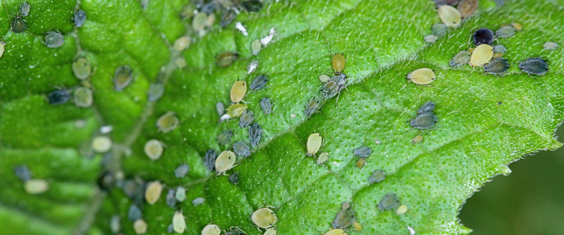 many aphids on a leaf