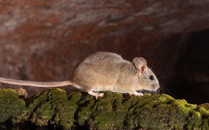 Why Should I Be Concerned About Pack Rats In Sacramento 