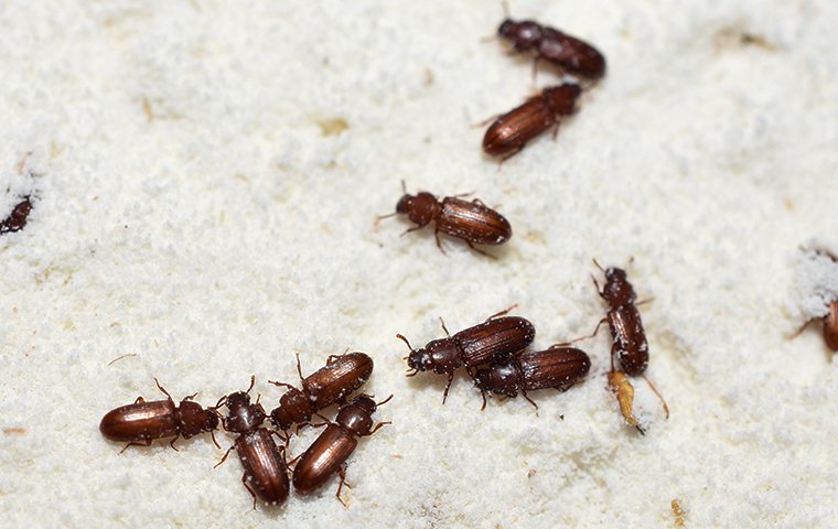 many confused flour beetles crawling in flour