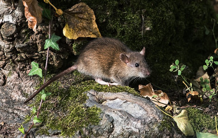 a large rat outside of a home