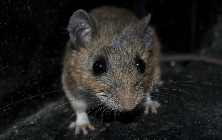a rodent trapped in a pest control trap