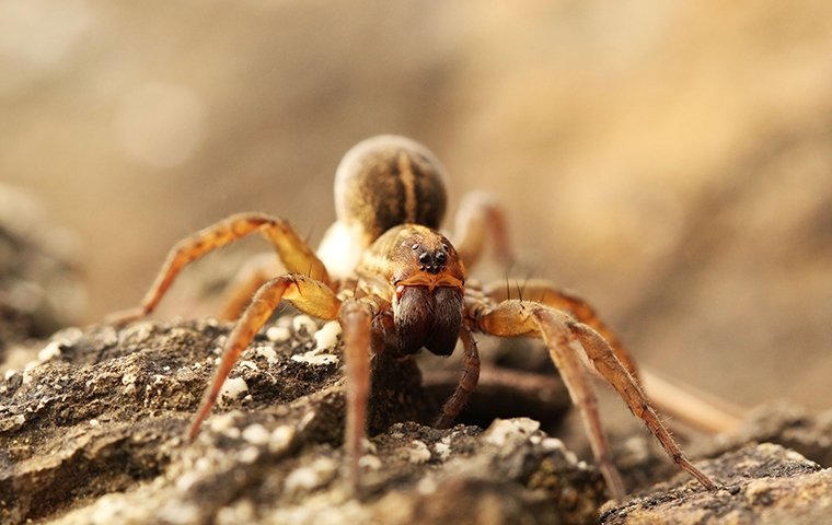 a spider on the ground outside of a house