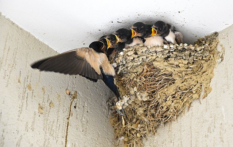 a mother swallow feeding her babies