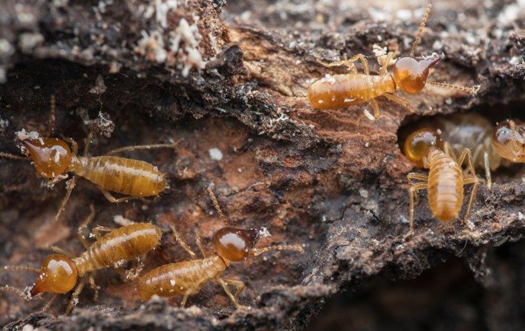 several termites crawling on damaged wood