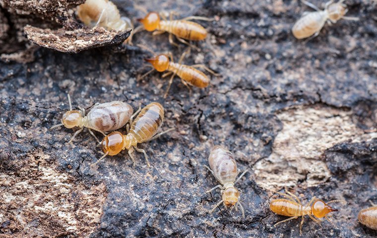 several termites crawling on ruined wood