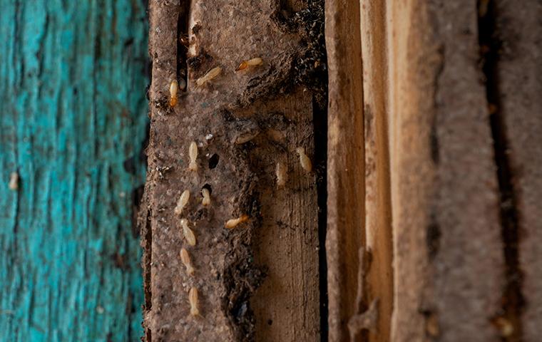 termites on a dirty door frame