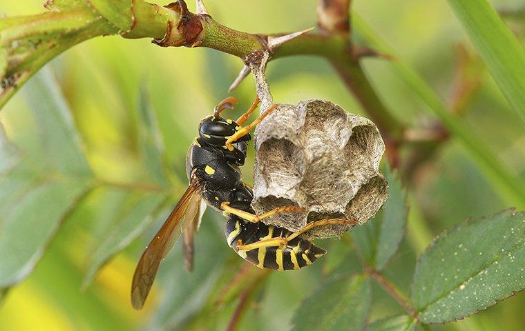 a wasp building a nest