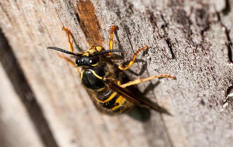 a wasp crawling on a tree