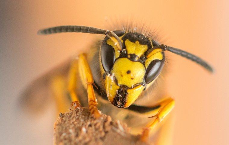close up view of a yellowjacket wasp