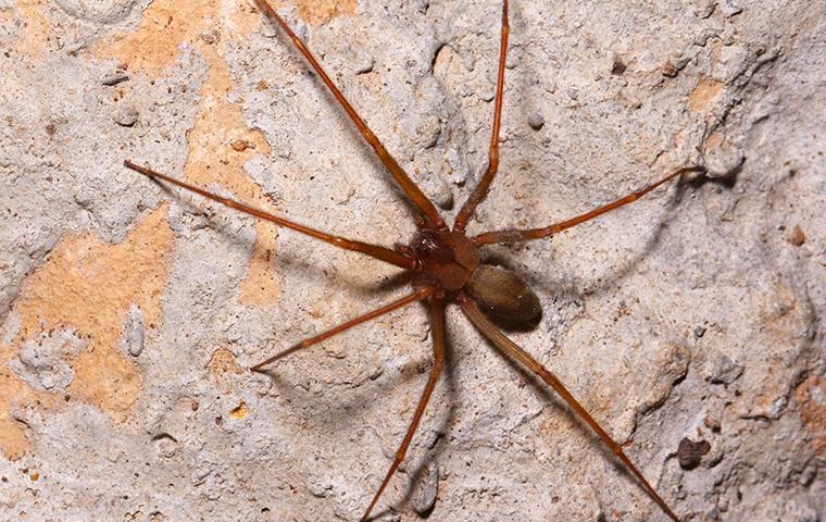 a brown recluse spider in its natural habitat