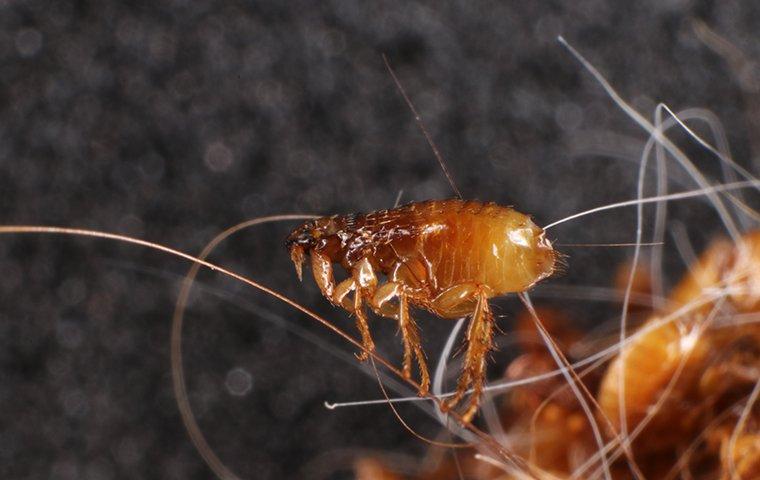a cat flea in cat hair