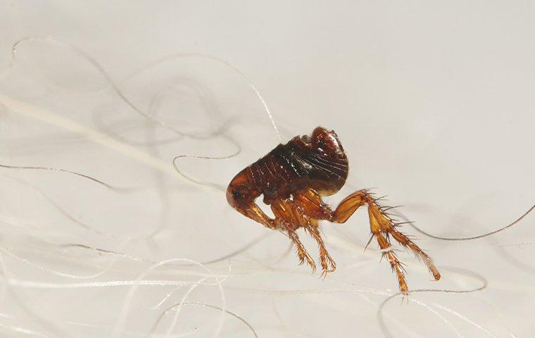 a dog flea in dog hair