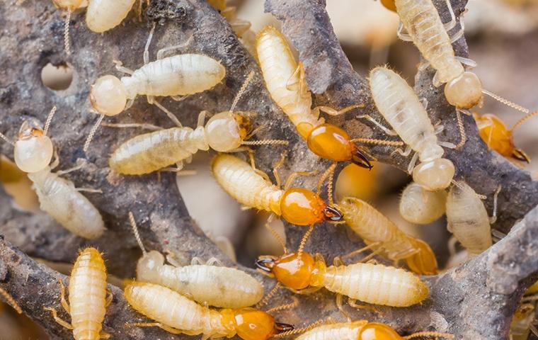 many dry wood termites on dead wood