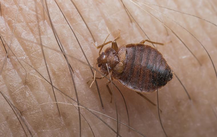 a bed bug crawling on a persons arm