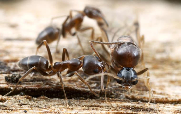close up of three argentine ants