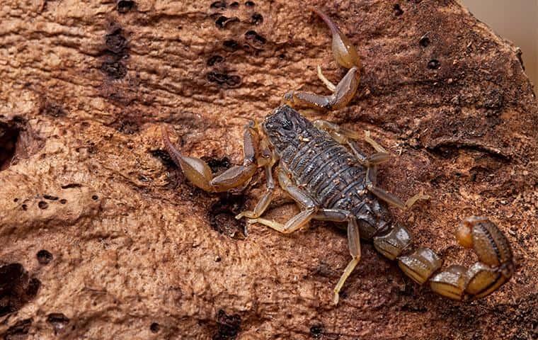 a scorpion crawling on wood