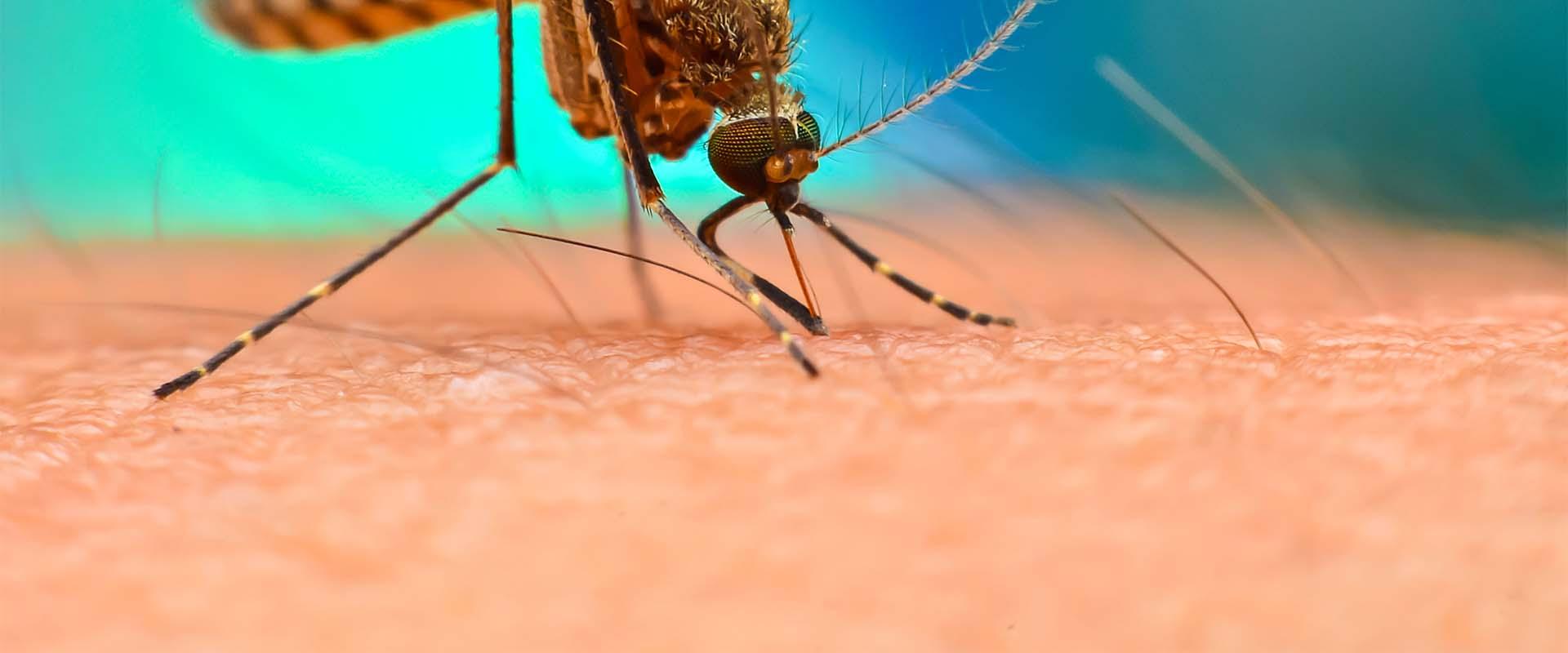 mosquito biting an arm