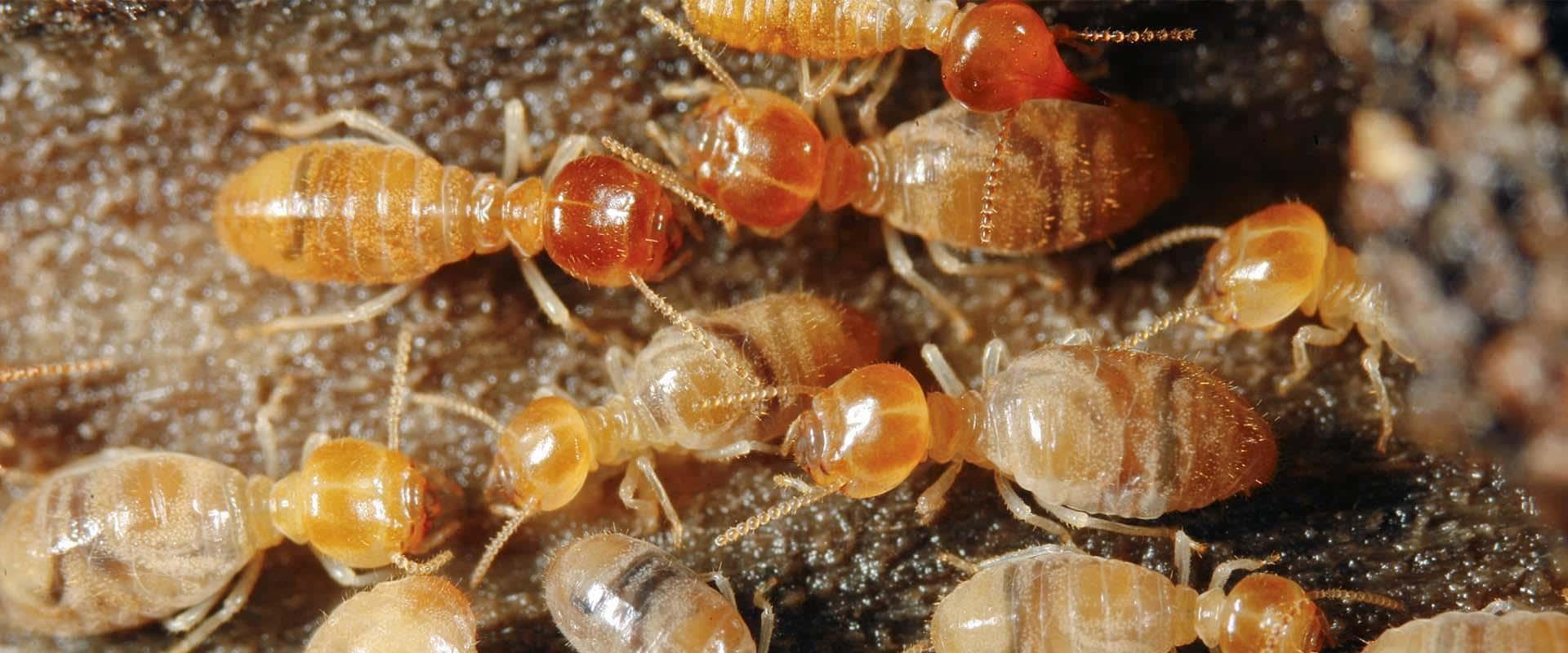 pile of termites