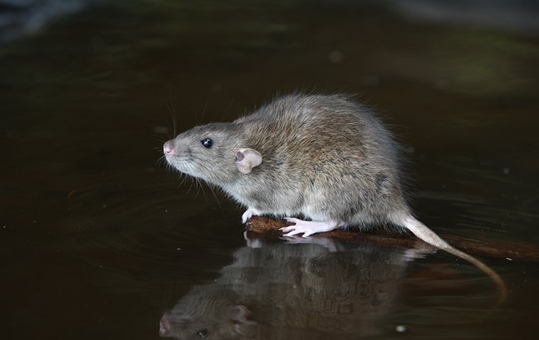 a rat on a surface inside of a home in murrieta california