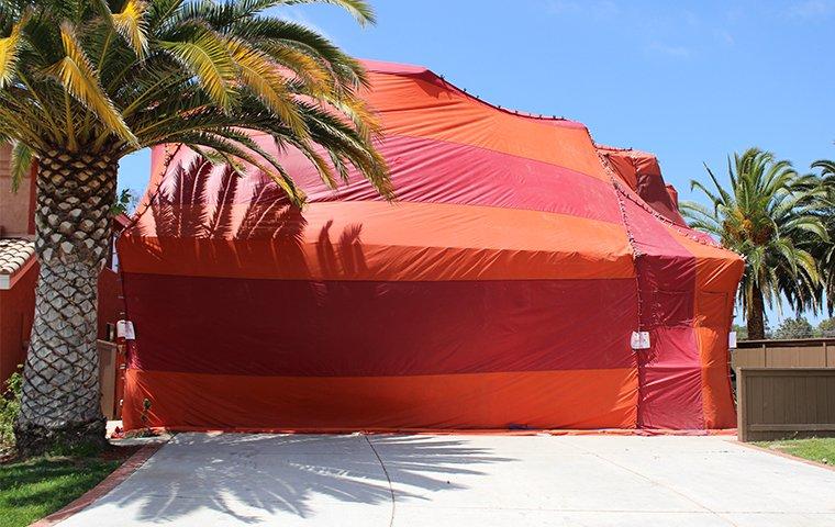 a tent covering a home in murrieta california during a professional termite fumigation treatment