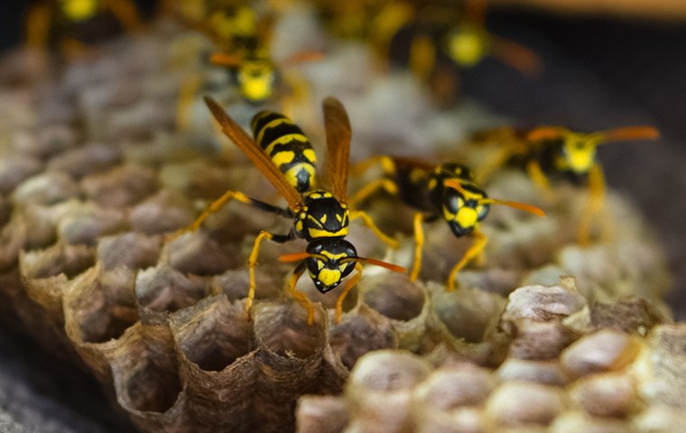 a swarm of wasps on a wasp nest outside of a home in carlsbad california