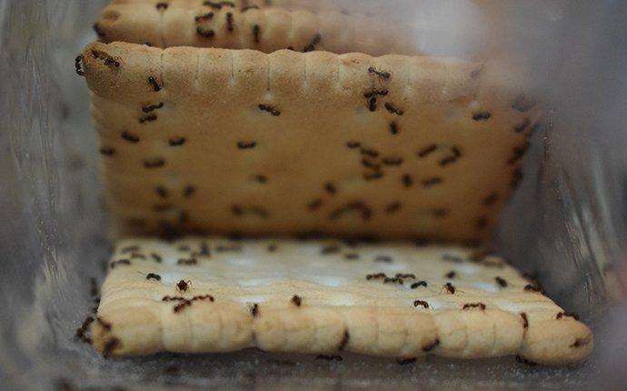 an ant infestation on food in a kitchen