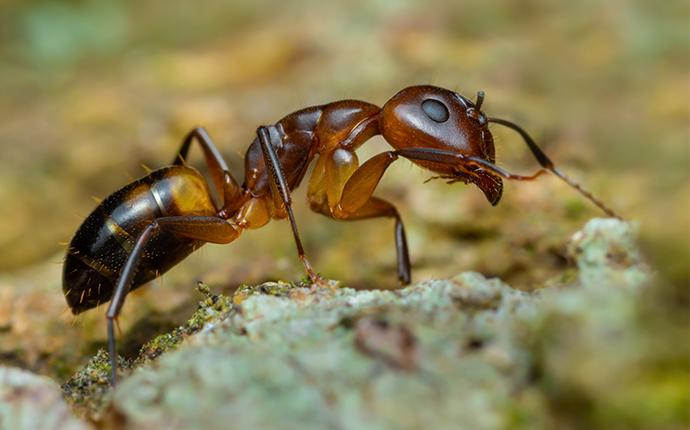 ant up close