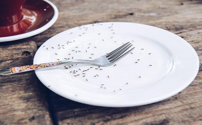 ants crawling on plate