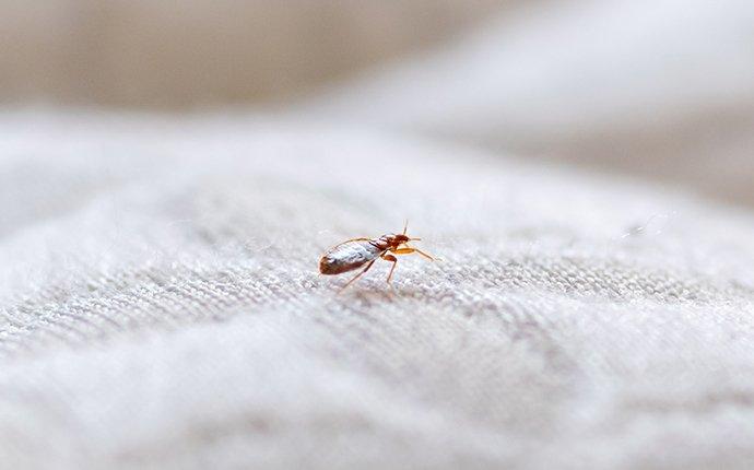 a bed bug on white sheets