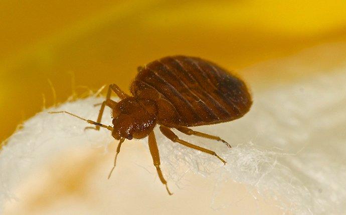 up close image of a bed bug crawling on bedding