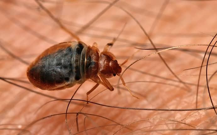 bed bug on skin