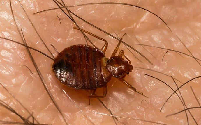 a bed bug bitting on skin