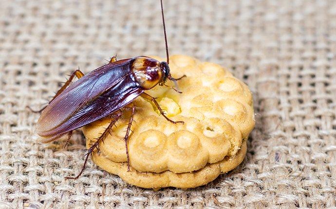 american cockroach on a cookie