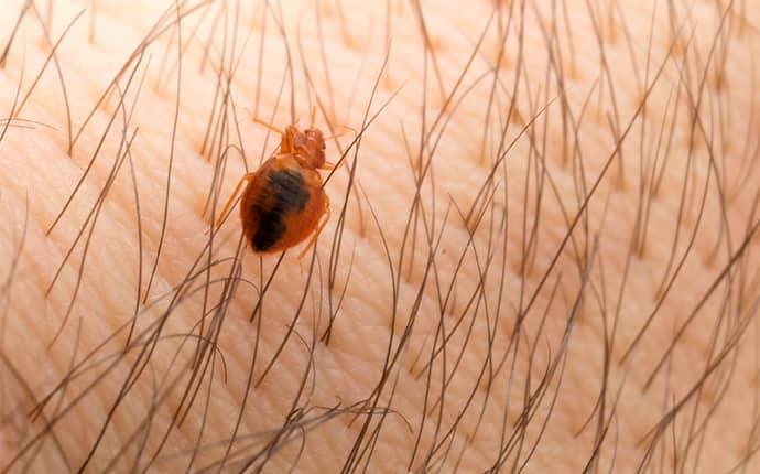 a bed bug on a persons arm