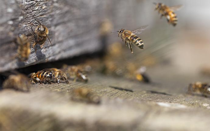 bees flying around crack in wood