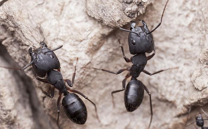 two carpenter ants up close