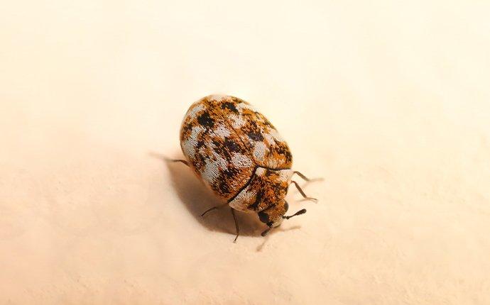 a carpet beetle in a home
