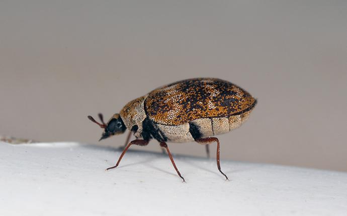 Carpet Beetles Treatment & Control