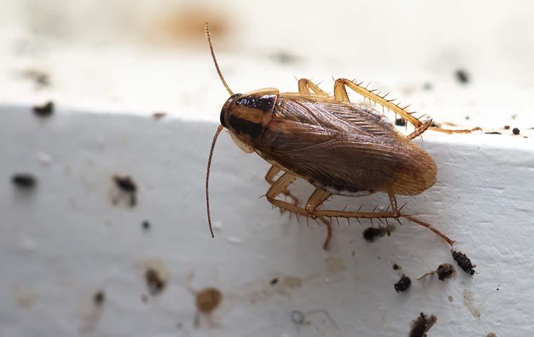 cockroach on doorframe