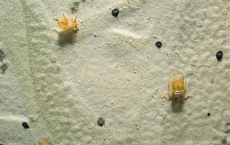 dead bed bugs on a boxspring