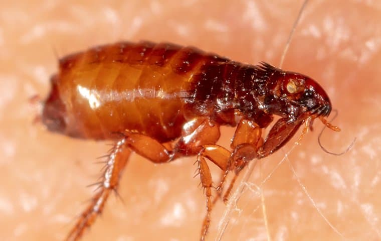 fleas on human skin