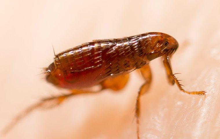 up close image of a flea on human skin