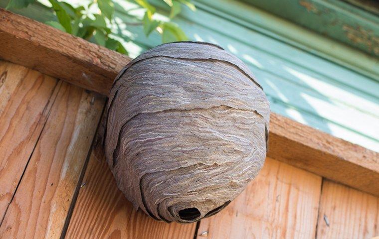 hornet nest on a fence