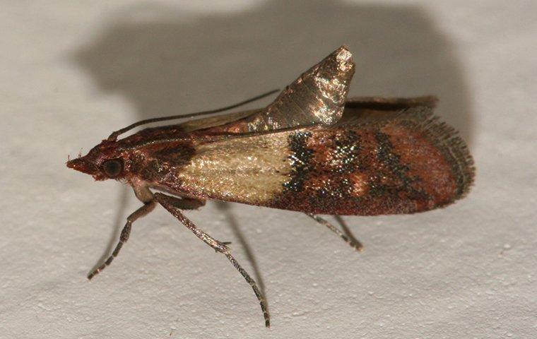 Mating Pantry Moths - Plodia interpunctella 