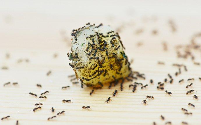odorous house ants eating