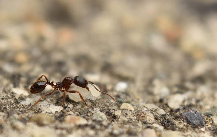 a pavement ant crawling outside a home