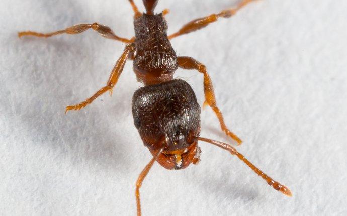 up close image of a crawling pavement ant