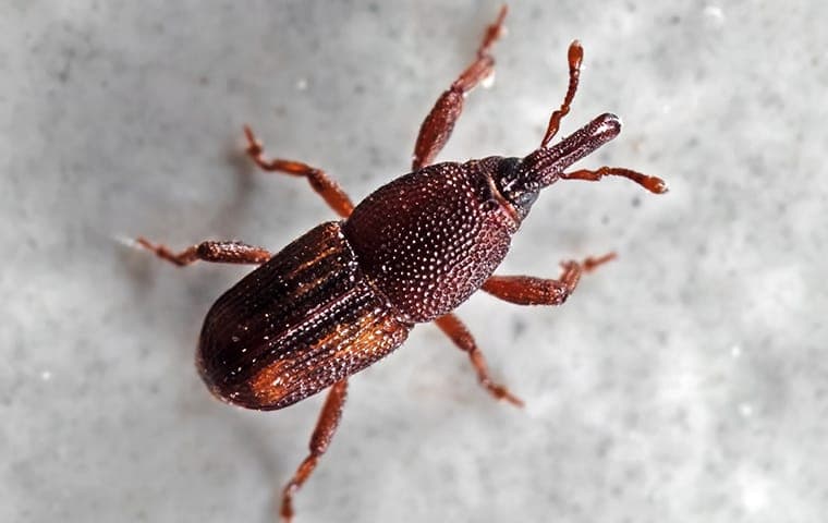 rice weevil close up