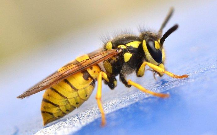up close image of a yellow jacket outside a home