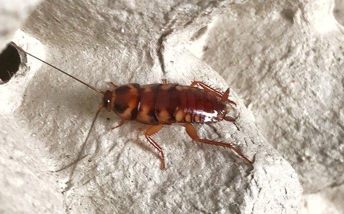 a cockroach on an egg carton